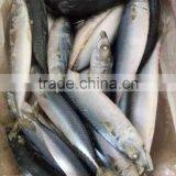 Pacific Mackerel thumbnail-3
