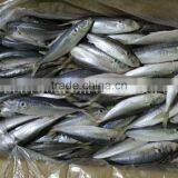 Fresh Horse Mackerel 10/12 Round Scad Decapterus Maruadsi thumbnail-2