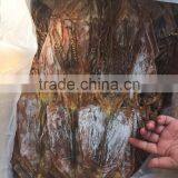 Dried Squid thumbnail-3