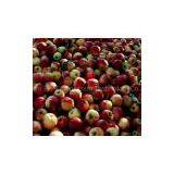 Phloridzin50%--98% Powder thumbnail-1