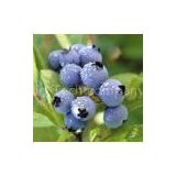 we supply Bilberry Extract,Anthocyanidins 25%, Treat circulation disorders, varicose veins and other venous and arterial problems, Improve circulation to the eyes and help with eye strain and visual