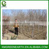 Magnolia Denudata - Winter Resist Landscaping Trees (3) thumbnail-3