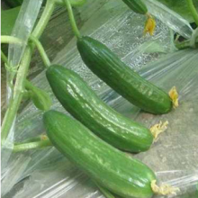 Quality High Yield Short Fruit Kind Hybrid Cucumber Seeds SXC No.8 thumbnail-3