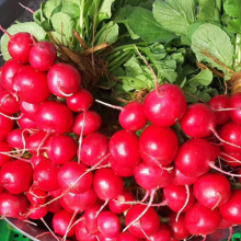 High Sprouting 5g Red Radish Seeds Supplier Chinese Vegetable f1 Hybrid Radish Seed for Planting