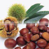2014 Crop 100% Natrual Green Chestnut in Shell thumbnail-3