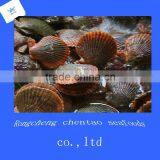 Shandong Shidao Chlamys Scallops thumbnail-2