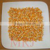 Indian yellow corn for animal feed