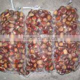 New Crop Chestnut 2015 thumbnail-2