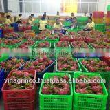 Fresh Dragon Fruit thumbnail-2