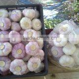 Hot Sale Egyptian Fresh Garlic (Red, White) for Export thumbnail-2