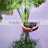 Fishscale Bamboo Bonsai thumbnail-2