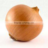 Premium Grade Yellow Onion Market Price for Export thumbnail-2