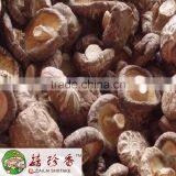 Free Shipping Premium Fresh Flower Shiitake Mushroom Spawn Cultivation thumbnail-2