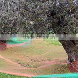 Olive Harvest Net thumbnail-5