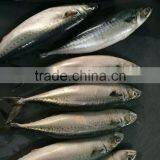New Catching Fish Frozen Pacific Mackerel 400-500g&500g+ thumbnail-6
