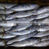 Fresh New Season Frozen Skipjack Tuna , Bonito Whole Round thumbnail-2