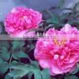 Tree Peony Plant Root Chun Hong Jiao Yan thumbnail-1