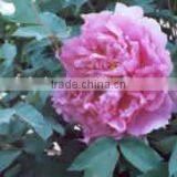 Tree Peony Plant Root thumbnail-1