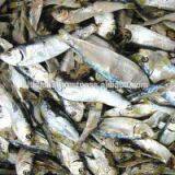 Dried Herring High Quatity From Viet Nam thumbnail-3
