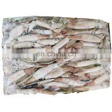 New Arrived Frozen Todarodes Squid