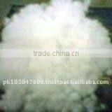 Filled Pillow thumbnail-1