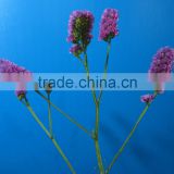 Exquisite hotsell crysanthemum fresh cut flower