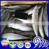 Asmak Frozen Seafood Whole Round Saba Mackerel thumbnail-2