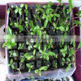 Phenolic Floral Foam Machinery thumbnail-2