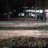 SMALL YOUNG BETEL NUT FOR PROCESSING IN CHINA (website: Anda.ty, Email: Katherine.vilaconic@gmail.com) thumbnail-1