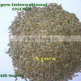 Dill Seed / Anthem Graveolens / Suwa thumbnail-2