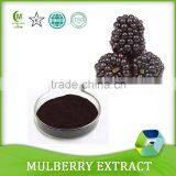High Quality Mulberry Extract/Mulberry Extract Powder/ Morus Alba L. Powder