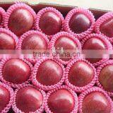 Red Delicious Apple thumbnail-1