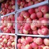 Fresh Red Gala Apple thumbnail-4