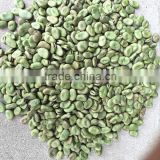 Broad green beans for hot sale and broad beans with free sample for sale