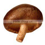 Wholesale Fresh Shitake Mushroom thumbnail-1