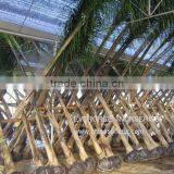 Syagrus Romanzoffiana