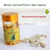 GMP strong effect natural herbal extract velvet bean capsule for treat premature ejaculation