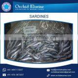 Properly Cleaned Highly Demanded Sardine Fish for Various Food Dishes thumbnail-1