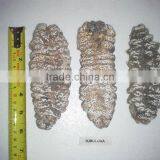 Isostichopus Fuscus thumbnail-6