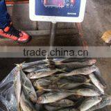 22cm+ Frozen Horse Mackerel (Trachurus Japonicus) thumbnail-1