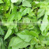 Professional and Healthy Mulberry Tea Mulberry Tea With Hight Quality Made in Japan thumbnail-4