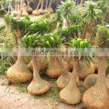 Nolina Recurvata Plants for Middle-east thumbnail-1