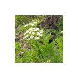 Antiarrythmic Action Osthole thumbnail-1