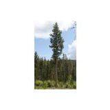 Pine Tree Tower thumbnail-1