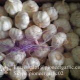 New Crop Fresh Chinese Pure White Garlic (5.0cm, 5.5cm, 6.0cm)Box Packing thumbnail-4
