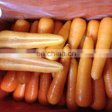 Fresh Carrot thumbnail-2