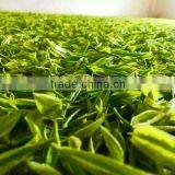 Organic Green Tea Good Quality Certified Organic Matcha Green Tea thumbnail-3