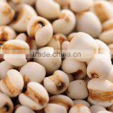 Jobs Tears thumbnail-1