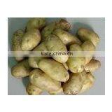 Potato thumbnail-1