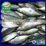 Frozen Entire Strip Round Scad IQF Frozen Mackerel Fish